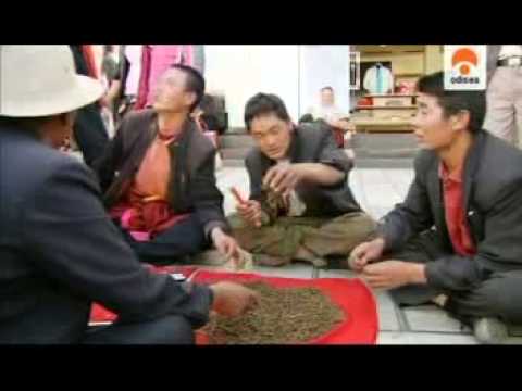 Hongo yarsagumba: el «viagra del Himalaya»