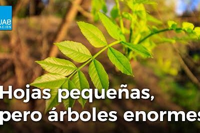Fresno espinoso: ¿cuáles son sus aplicaciones medicinales?