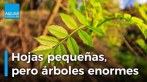 Fresno espinoso: ¿cuáles son sus aplicaciones medicinales?