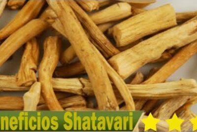 Shatavari: la planta ayurveda para la salud de la mujer