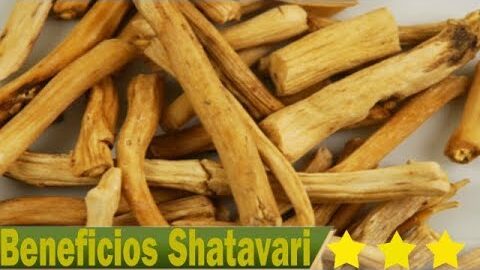Shatavari: la planta ayurveda para la salud de la mujer