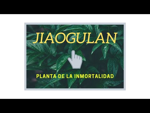 ¿Qué es el jiaogulan y cuáles son sus beneficios?
