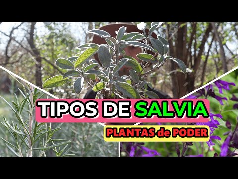Tipos de salvia y sus propiedades Tipos de salvia y sus propiedades