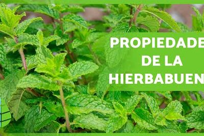 Té de hierbabuena: para qué sirve, contraindicaciones y preparación