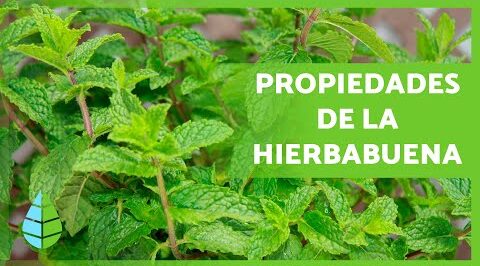 Té de hierbabuena: para qué sirve, contraindicaciones y preparación
