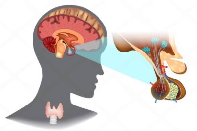 Ilustración del hipotálamo en el cerebro, destacando su papel en el control de funciones vitales del cuerpo humano.