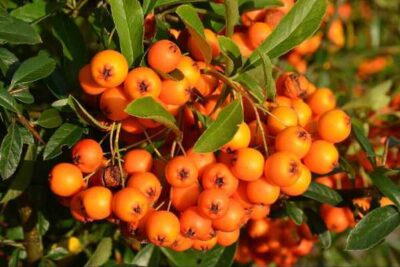 Espino Amarillo Beneficios para la Salud