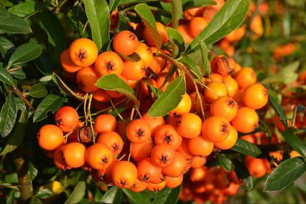 Espino Amarillo Beneficios para la Salud