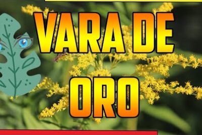 Vara de oro: aplicaciones medicinales y contraindicaciones