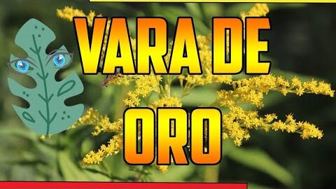 Vara de oro: aplicaciones medicinales y contraindicaciones