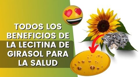 La lecitina de girasol tiene beneficios para tu cuerpo, mira cómo se usa