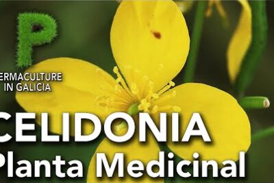 Celidonia mayor: propiedades medicinales y contraindicaciones