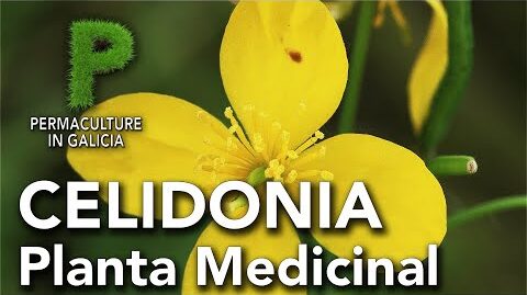 Celidonia mayor: propiedades medicinales y contraindicaciones