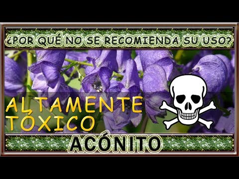 Uso del acónito como remedio natural: ¿es seguro?