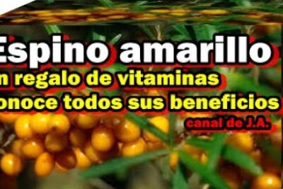 Espino cerval de mar: una planta con beneficios para la piel y la salud