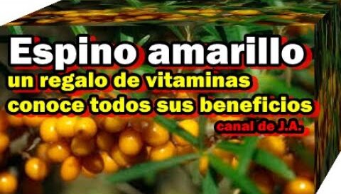 Espino cerval de mar: una planta con beneficios para la piel y la salud