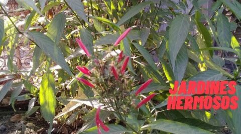 Planta de insulina (Cissus verticillata): beneficios y contraindicaciones